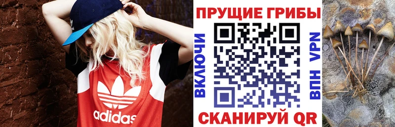 Галлюциногенные грибы мухоморы  Берёзовский 